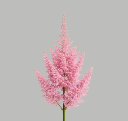 Astilbe Erika 65cm (7 Dias - 2�)