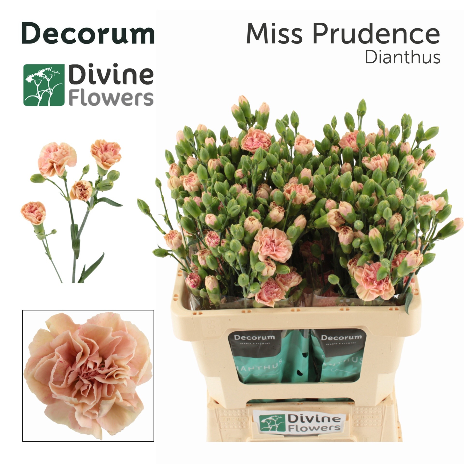 Clavel Hol. Mini Miss Prudence 60cm
