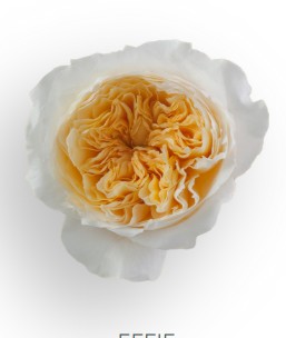 Rosa Ecu. Austin Effie 50cm Sal.