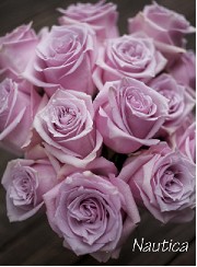 Rosa Ecu. Nautica 90cm Ma