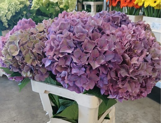 Hortensia Hol. Rodeo Class 60cm  �20/22