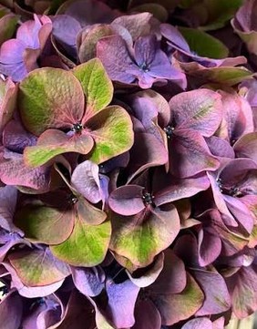Hortensia Midnig Sky Cl 60cm �18/20 Az-Bi