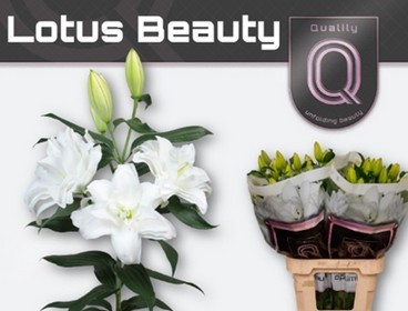 Oriental Hol. Bl. Doble Lotus Beauty 80cm 3/4 fl.