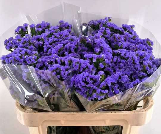 Statice Hol. MIdnight Wings 70cm 30gr "T25" Mal.
