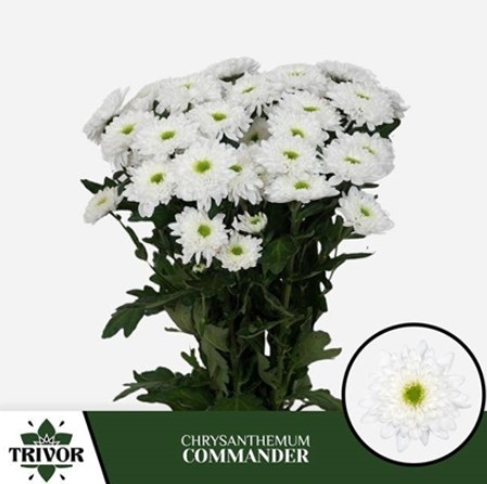 Margarita Hol. Commander 80gr