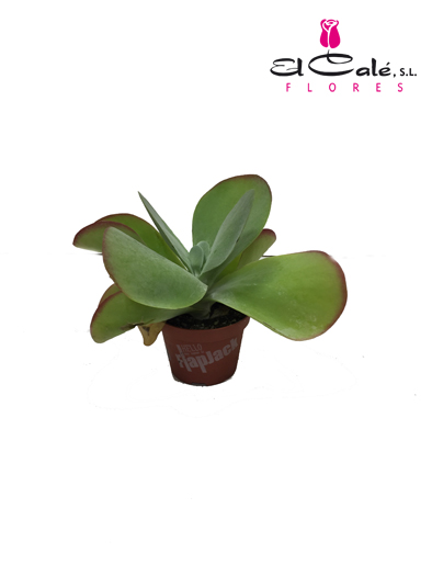 P. Kalanchoe Thyrsifl 13/20cm x6