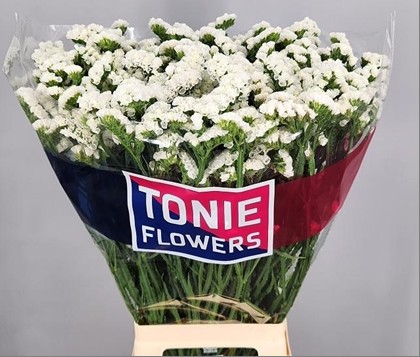 Statice Hol. Frost Wings 75cm 40gr "T25" Bl.