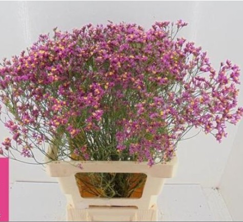 Limonium Hol. Tiffany Diamond 75cm 25gr "T25" Fr
