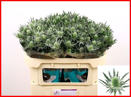 Eryngium Hol. Gemini Questar 40cm