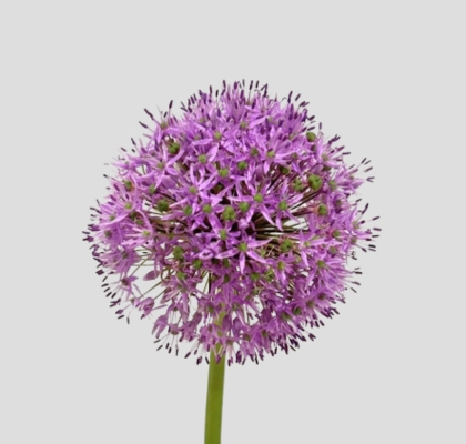 Allium Ambassador 90cm (7 Dias - 2�)