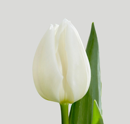 Tulipan Hol. Royal Virgin 35cm Bl. (7 Dias - 2�)