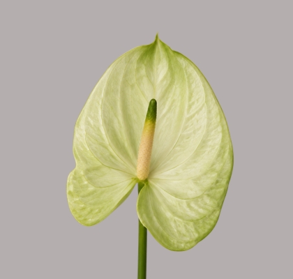 Anthurium Hol. Al Mint �11  "CC16" (7 Dias - 2�)
