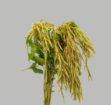 Amaranthus Hol. Viridis 80cm Vd (7 Dias - 2�)