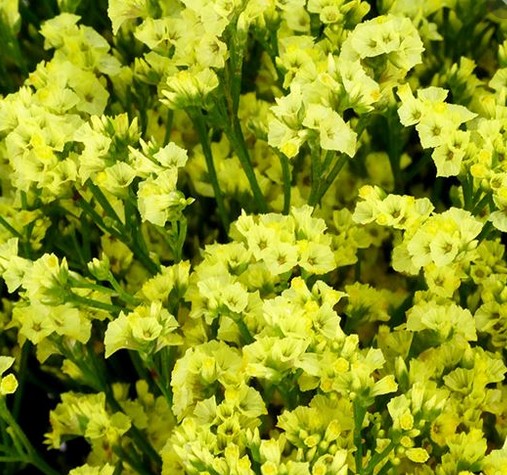 Limonium Hol. Pineap Dia. 60cm 20gr "T25" Am. (7 Dias - 2�)