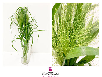 Panicum Fontain 80cm "T50" (7 Dias - 2�)