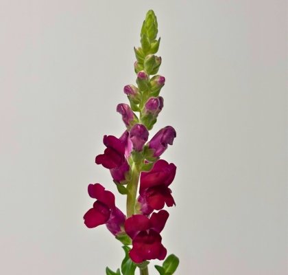 Antirrhinum Hol. Poto Crismon 75cm Gr. (7 Dias - 2�)