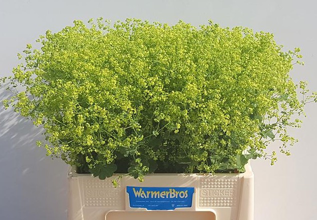 Alchemilla Robustica 55cm "T50" (7 Dias - 2�)