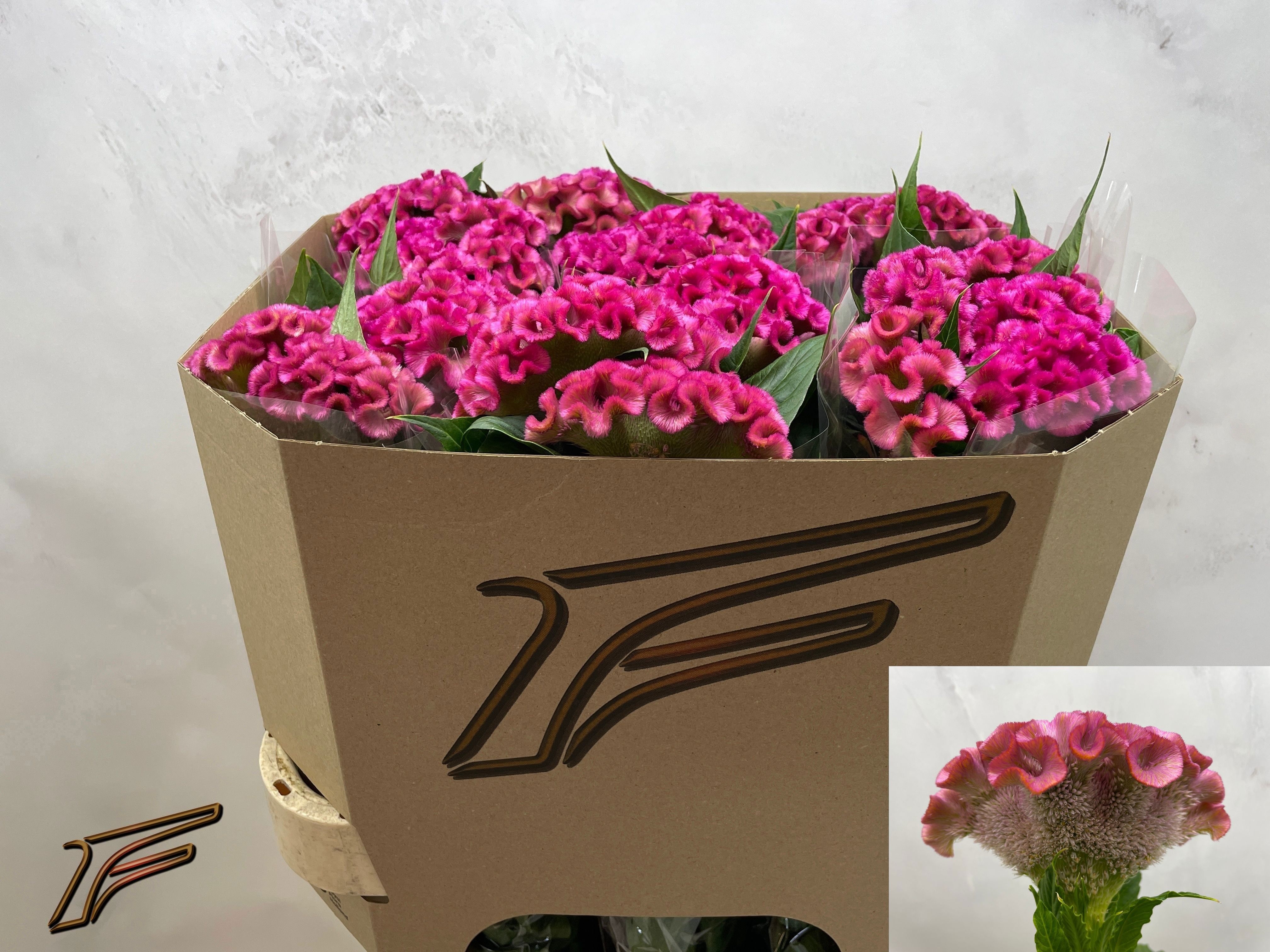 Celosia Cresta Electric Pink 55cm (7 Dias - 2�)