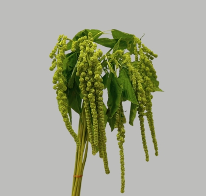 Amaranthus Hol. Cycloop 80cm Vd (7 Dias - 2�)