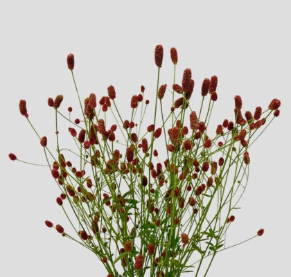 Sanguisorba Officinalis Boavista 90cm "T25"