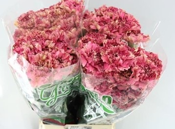 Clavel Hol. 50cm Viper Winer Bic.