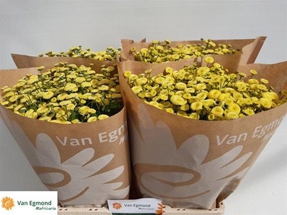 Tanacetum Hol. Pa Amazone 70cm 950gr "T25" Am.