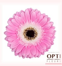 Gerbera Mini Hol.Tahiti Rs. "T20"