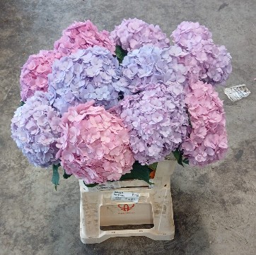 Hortensia Hol. M. Adora  60cm  �16/18 Rosa