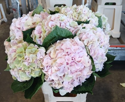 Hortensia Hol. My Matcha Classic 60cm �14/16