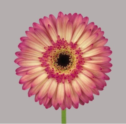 Gerbera Hol. Hippie chic "T25" "Agua"