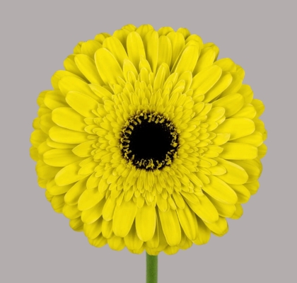 Gerbera Hol. Grasshopper "T25" Am.