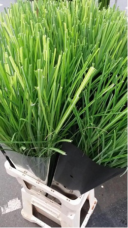 Miscanthus Sinensis Gracillimus 100cm