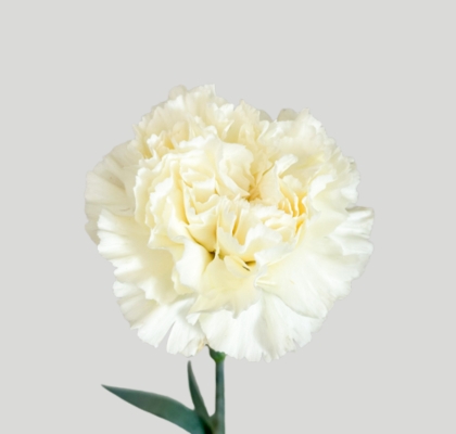 Clavel Col. Fancy Diletta Crema "T25"