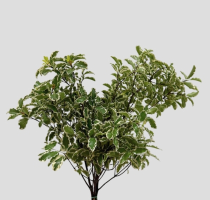 Pittosporum Italia Nigra 50cm 150gr (7 Dias - 2�)