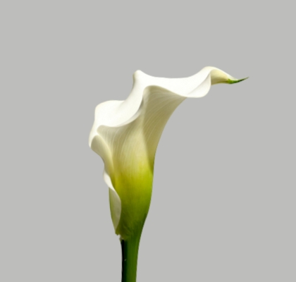 Calla Crystal Blush 55cm (7 Dias - 2�)