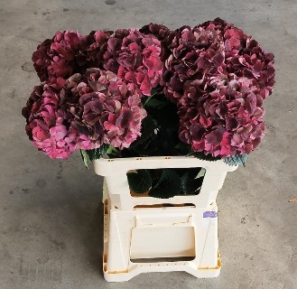 Hortensia Hol. D. Ruby Classic 60cm �16/18 (7 Dias - 2�)