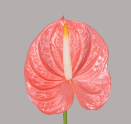 Anthurium Hol. Farao �13  "CC12" (7 Dias - 2�)