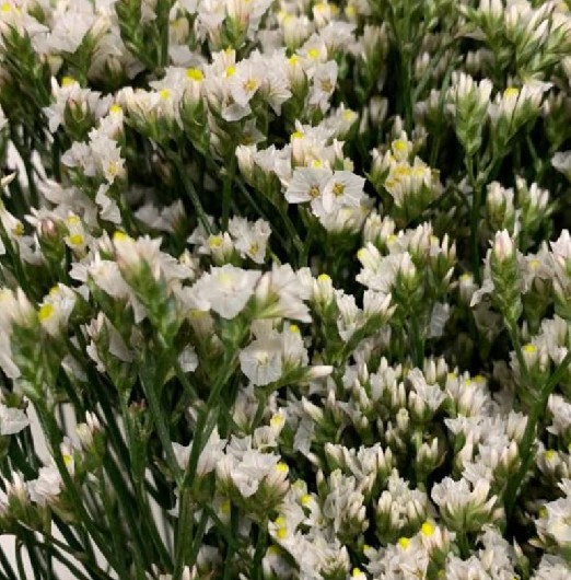 Limonium Col. Pina Colada 70cm Bl. (7 Dias - 2�)