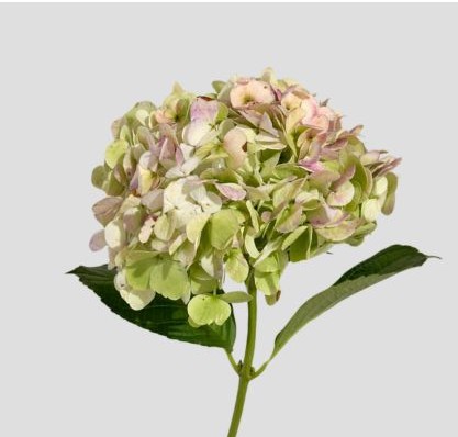 Hortensia Premium Antic Green 60cm �17/18 (7 Dias - 2�)