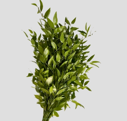 Ruscus Ramificado Short 500gr (7 Dias - 2�)