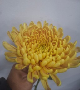 Uniflor Ecu. Aljonka Vintatge (7 Dias - 2�)