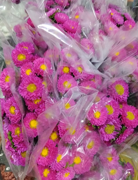 Calistepus Nac. Fucsia 70cm