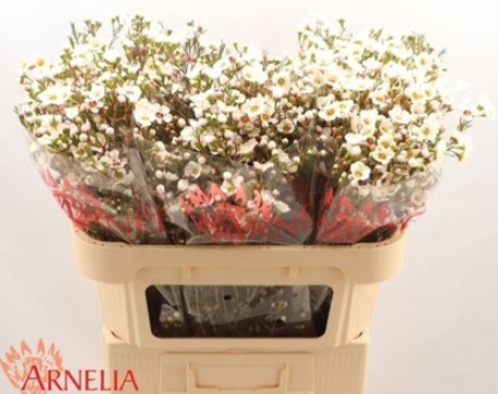Flor Cera Hol. Rhiannon 60cm 25gr Bl. "T25"