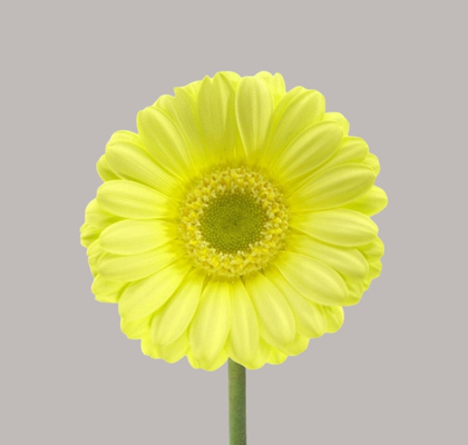 Gerbera Mini Hol. Lemon Lime "T20"