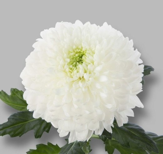 Uniflor Hol. Stravina 100gr 70cm