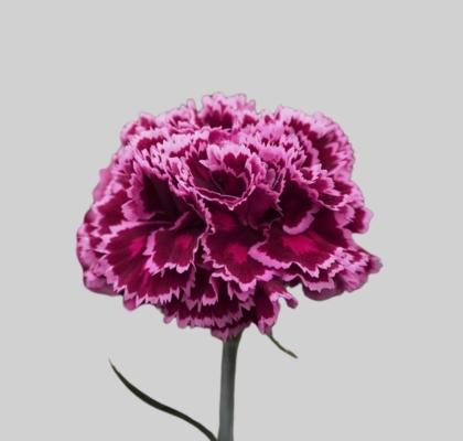 Clavel Hol. 45cm Nobbio Burgundy