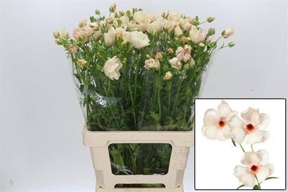 Ranunculos Hol. Butterfly Melissa 60cm 70gr "T10"