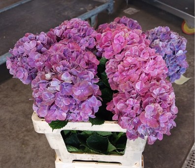 Hortensia Hol. Sweet Ruby 60cm �18/20