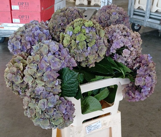 Hortensia Hol. Roy Anasta Classic 65cm �18/20