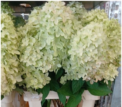 Hortensia Hol. Mag. Candle 70cm �14/16 Vrd.